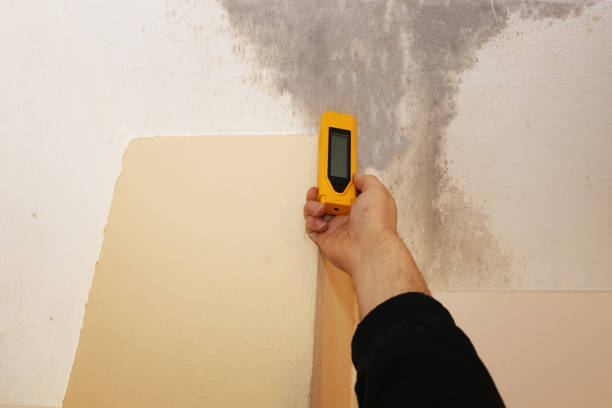 Best Black Mold Removal  in Ramapo College Of New Jersey, NJ