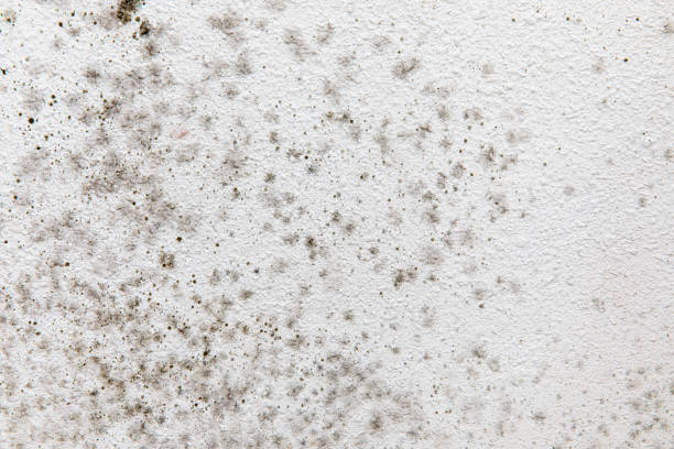 Best Water Damage & Mold Remediation  in Ramapo College Of New Jersey, NJ
