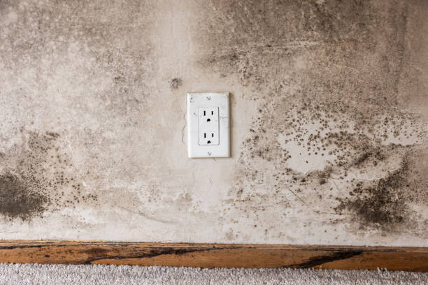 Best Mold Remediation for Healthcare Facilities  in Ramapo College Of New Jersey, NJ